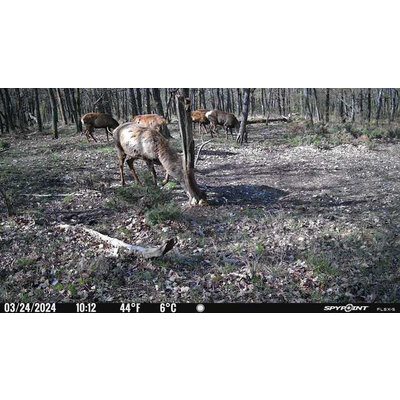 Fotopasca spypoint flex-s 36 mpx + 2 sim karty zdarma - JPEG obrázok-4C2A-9439-5A-0