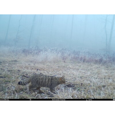 Fotopasca tetrao spromise s328 30mpx 940nm mms/4g - o2 sim karta zadarmo - IMAG5478