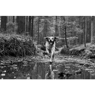 Obojok pre ďalšieho psa dog gps x30b - vyhledavaci-zarizeni-dog-gps-x30t__mi001-600