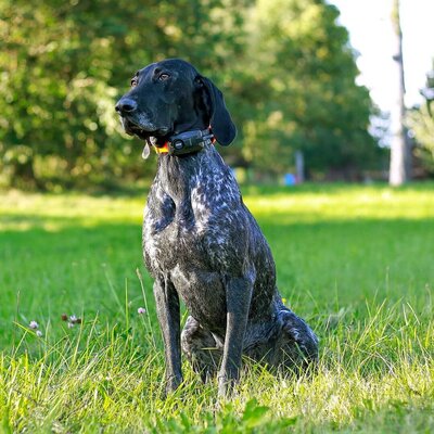 Obojok pre ďalšieho psa dog gps x30tb - obojok-pre-dalsieho-psa-dog-gps-x30tb__mi001-2325