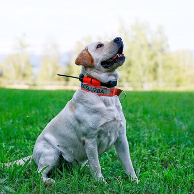 Prijímač - ručné zariadenia pre dog gps x25 - orange - prijimac_rucne_zariadenie_pre_dog_gps_x25_orange_4
