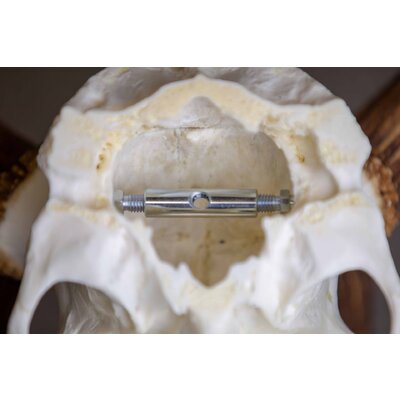 Skrutka na uchytenie podložky pod danieliu trofej 1 ks - skrutka_na_uchytenie_podlozky_pod_danieliu_trofej_1ks_4 (4)