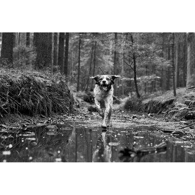 20182510101058-dogtrace_gps_x30T_13