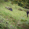 Dámske nohavice deerhunter lady ann dark prune - damske_deerhunter_nohavice_lady_ann_dark_prune_2