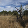Pánske zimné nohavice deerhunter muflon max-5 camo - 5822-95_3822-95_8819-95_6822-95