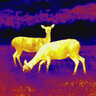 Termovízna predsádka leica calonox sight 2v1 - detekcia na 2000 m - Calonox 7