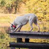 Obojok pre ďalšieho psa dog gps x25t - obojok_pre_dalsieho_psa_dog_gps_x25t_3