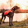 Obojok pre ďalšieho psa dog gps x25t - obojok_pre_dalsieho_psa_dog_gps_x25t_4