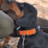Obojok pre ďalšieho psa dog gps x30b - vyhledavaci-zarizeni-dog-gps-x30t__mi001-1280