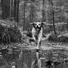 Obojok pre ďalšieho psa dog gps x30b - vyhledavaci-zarizeni-dog-gps-x30t__mi001-600