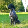 Obojok pre ďalšieho psa dog gps x30tb - obojok-pre-dalsieho-psa-dog-gps-x30tb__mi001-2325