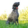 Satelitný gps lokátor dogtrace dog gps x30 - bez výcvikového modulu - vyhladavacie-zariadenie-dog-gps-x30__mi001-2337
