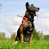 Satelitný gps obojok dogtrace dog gps x30tb - s výcvikovým modulom a zvukovým lokátorom - vyhladavacie-a-vycvikove-zariadenie-so-zvukovym-lokatorom-dog-gps-x30tb__mi001-2372