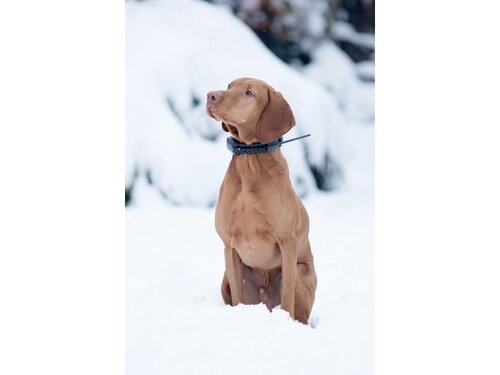 Antenă RF - DOG GPS pentru zgardă Dogtrace Antenă RF - DOG GPS pentru zgardă Dogtrace