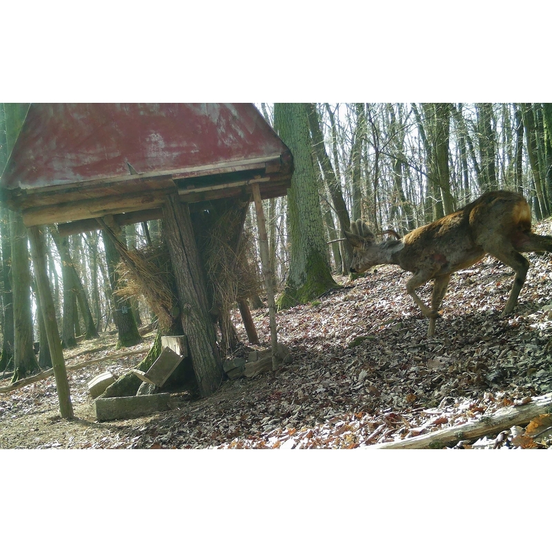 Cameră de vânătoare TETRAO Strix 18 Gen. II 27Mpx 940nm 14
