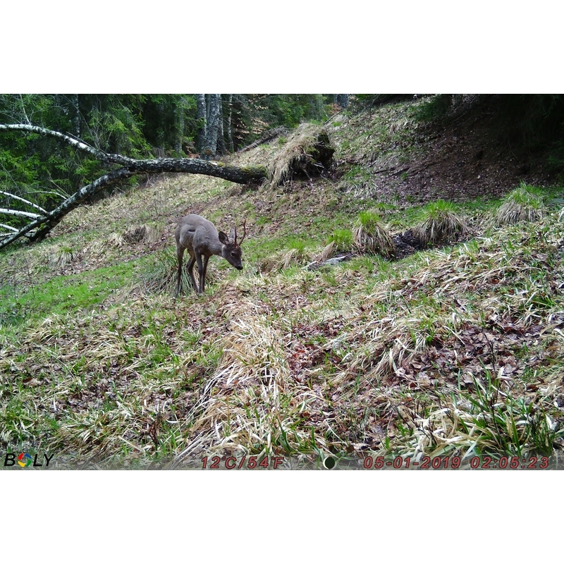 Cameră de vânătoare TETRAO Strix 18 Gen. II 27Mpx 940nm 10