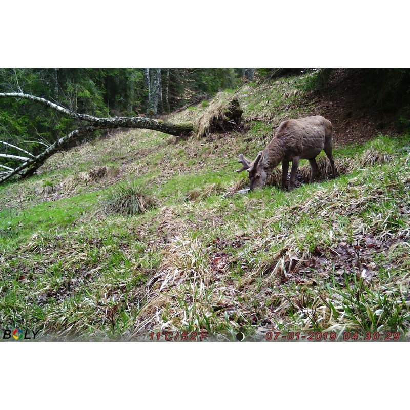 Cameră de vânătoare TETRAO Strix 18 Gen. II 27Mpx 940nm 13